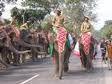 Elephant  Festival